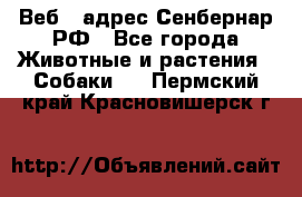 Веб – адрес Сенбернар.РФ - Все города Животные и растения » Собаки   . Пермский край,Красновишерск г.